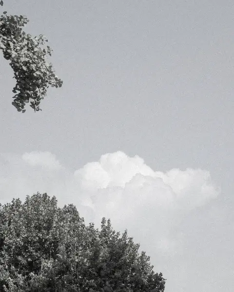 Ağaç dalları, bitki ortamı