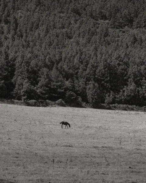 Tarlada güzel siyah beyaz bir köpek
