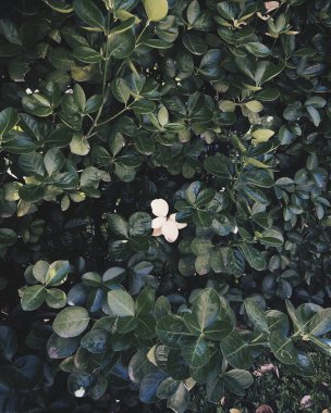 Güzel botanik fotoğrafı, doğal duvar kağıdı.