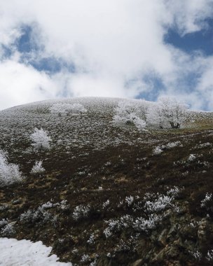 Dağlarda karla kaplı ağaçlar