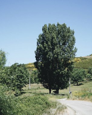 Ağacı ve dağı olan güzel bir manzara.