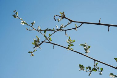 Güzel botanik fotoğrafı, doğal duvar kağıdı.