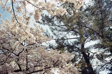 Tokyo kiraz çiçeği