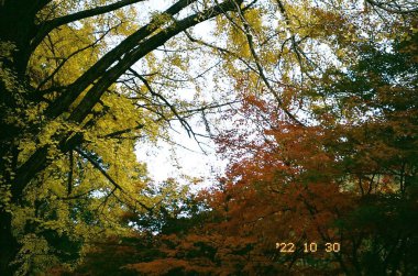 Sonbahar yaprakları, bitki örtüsü ve yapraklar