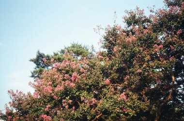 Güzel botanik fotoğrafı, doğal duvar kağıdı.