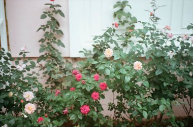 Bahçedeki güzel çiçekler