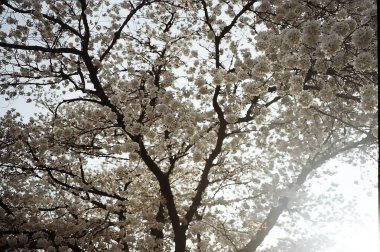 Bahçedeki güzel çiçekler