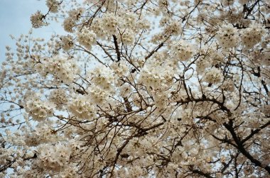 Bahçede güzel bahar çiçekleri