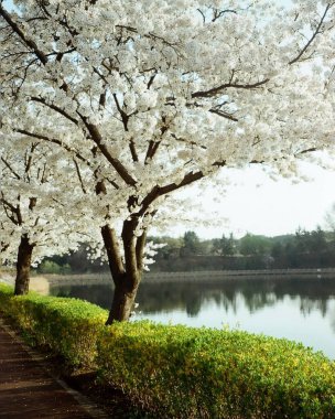 Parkın güzel manzarası