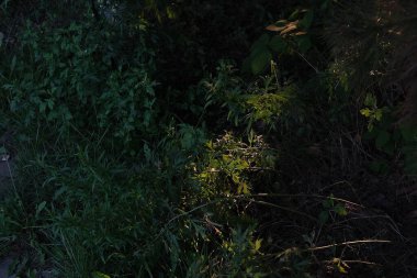 Bahçede yeşil yapraklar