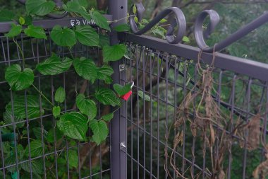 Çitte yeşil yapraklar