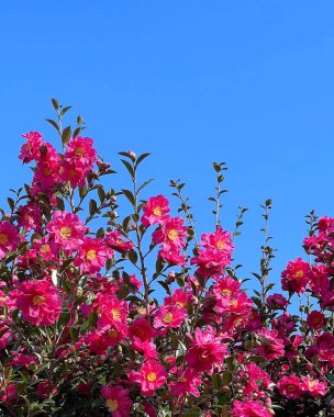 Mavi gökyüzü arka plan üzerinde pembe çiçekler