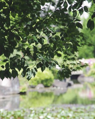 Parkın güzel manzarası