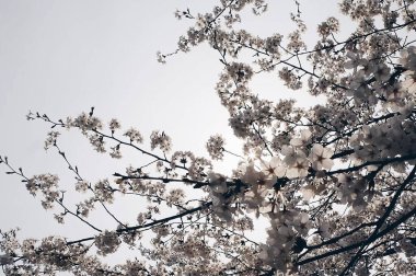 Güzel botanik fotoğrafı, doğal duvar kağıdı.