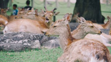 Geyik ormanda otluyor.