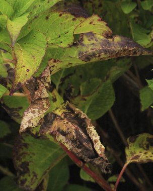 Ormanda sonbahar yaprakları