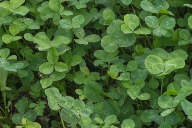 yeşil yapraklar arka plan, doğa, bitki örtüsü