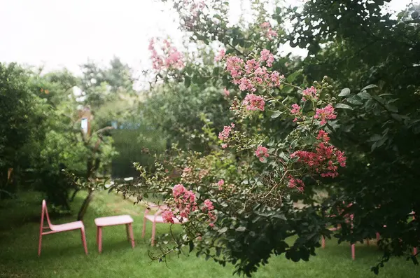 Hollanda 'nın güzel bahçesi