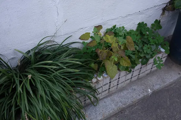 Duvarda yeşil yapraklar