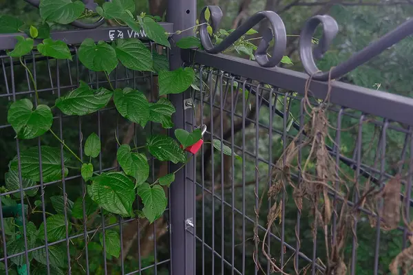 Çitte yeşil yapraklar