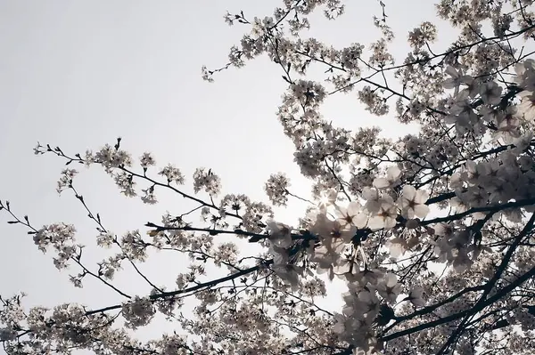 Güzel botanik fotoğrafı, doğal duvar kağıdı.