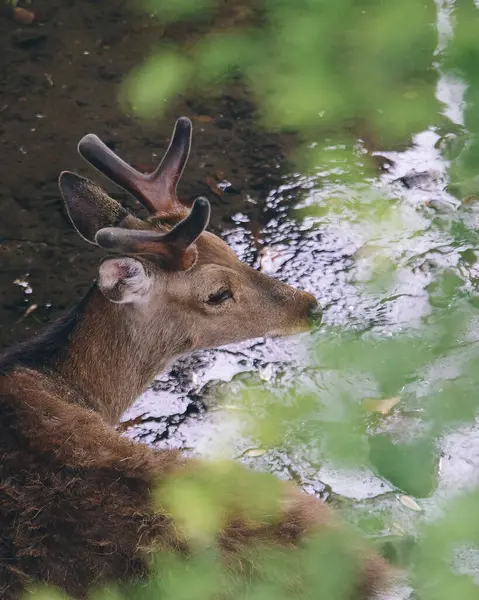 Ormanda suyla dolaşan bir geyiğin yakın çekimi.