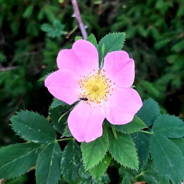 Bahçedeki güzel pembe çiçek