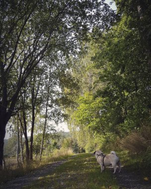 Köpek ormanda, doğada ve hayvanlarda yürüyor.