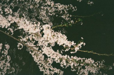 Parkın güzel manzarası