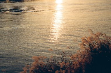 Ormandaki nehrin güzel manzarası