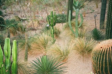 Bahçedeki kaktüs bitkisi