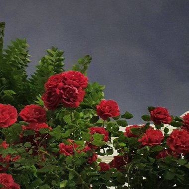 Güzel botanik fotoğrafı, doğal duvar kağıdı.