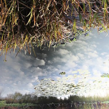 Ormanın güzel manzarası