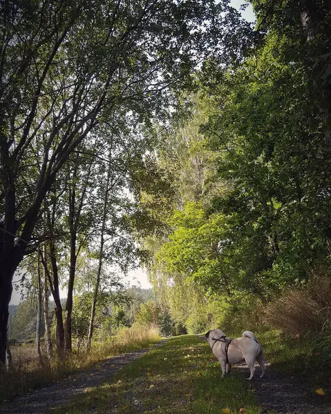 Köpek ormanda, doğada ve hayvanlarda yürüyor.