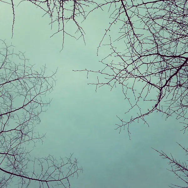 Ormandaki ağaç dalları, Flora