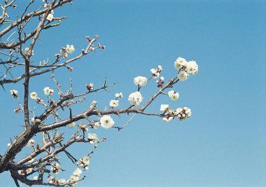 Güzel botanik fotoğrafı, doğal duvar kağıdı.