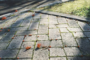 Güzel botanik fotoğrafı, doğal duvar kağıdı.