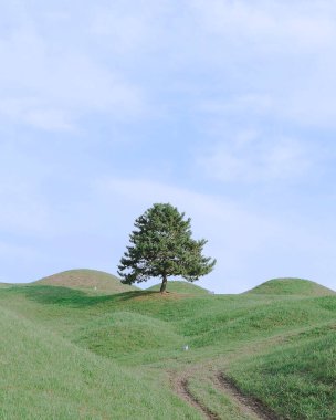 Yeşil alanda yalnız ağaç