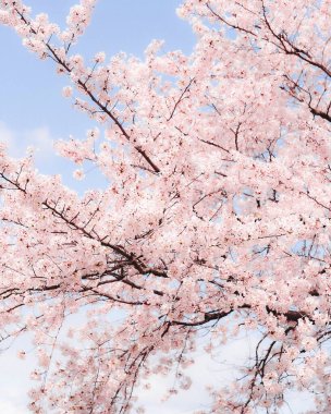 Japonya 'da güzel pembe sakura çiçekleri