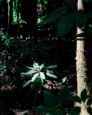 Güzel botanik fotoğrafı, doğal duvar kağıdı.