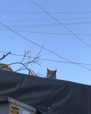 Kedi sokakta oturuyor.