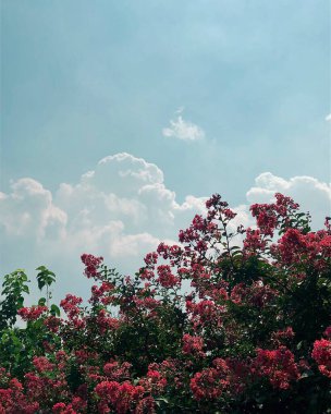 Güzel botanik fotoğrafı, doğal duvar kağıdı.