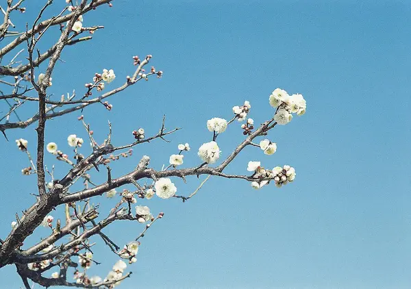Güzel botanik fotoğrafı, doğal duvar kağıdı.
