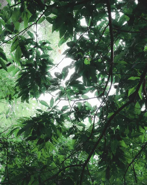 Ormanda yeşil yapraklar