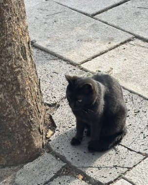 Siyah kedi sokakta oturuyor.