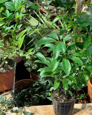 Bahçedeki yeşil bitkiler