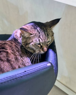 Kedi sandalyede uyuyor.