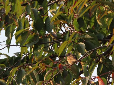 Bir kuş ağaç dalında oturuyor.