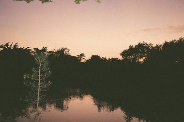 Gölde yansıması olan bir ağacın dikey görüntüsü.