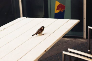 Tatlı bir kuşun dikey görüntüsü.